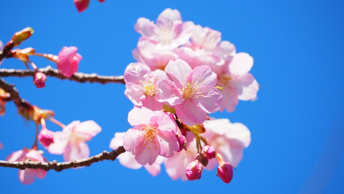 青空と桜の画像